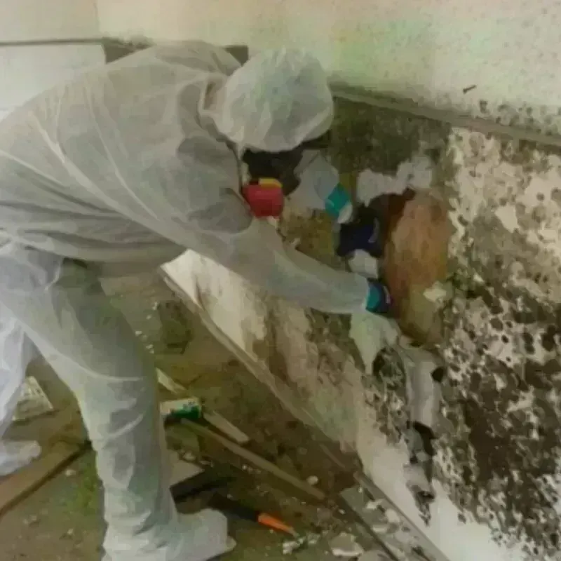 Mold Remediation and Removal in Bertsch-Oceanview, CA